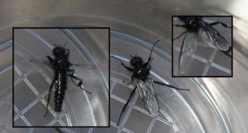Bibio sp.